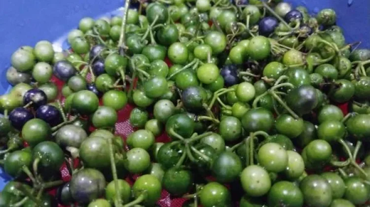 Leuncha, Mencegah Tanda-tanda Penuaan Dini