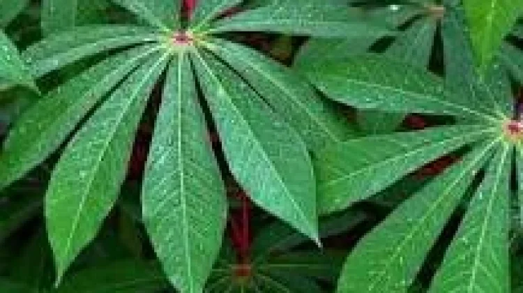 Manfaat Daun Singkong dan Cara Mengolahnya