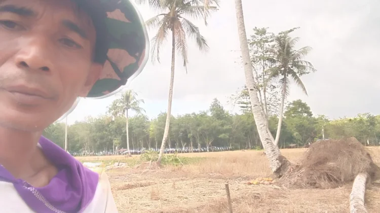 Atasi Keterbatasan Irigasi, Petani Tuhemberua Terapkan Metode tanpa Olah Tanah