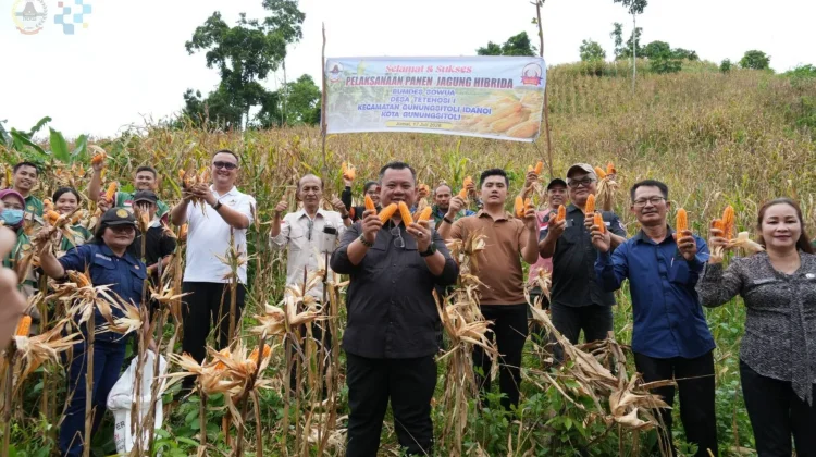 Jagung Hibrida BUMDes Sowua Panen, Wali Kota Beri Apresiasi