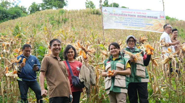 Jagung Hibrida BUMDes Sowua Panen, Wali Kota Beri Apresiasi