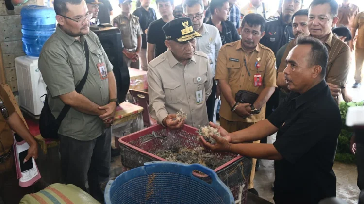 Wagubsu Surya Dorong Hilirisasi Rumput Laut Nias Utara agar Bernilai Tambah