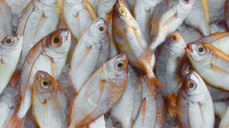 Tips Menghilangkan Bau Amis pada Ikan agar Masakan Lebih Lezat