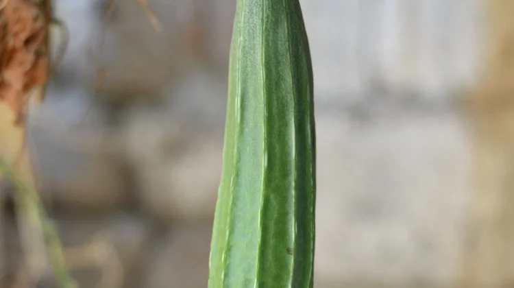 Manfaat Sayur Oyong jika Rutin Dikonsumsi