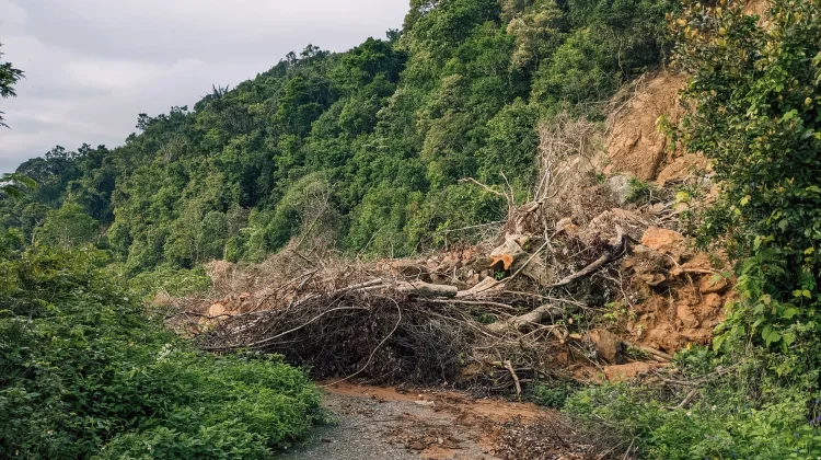 Pelestarian Hutan Bantu Kurangi Risiko Longsor