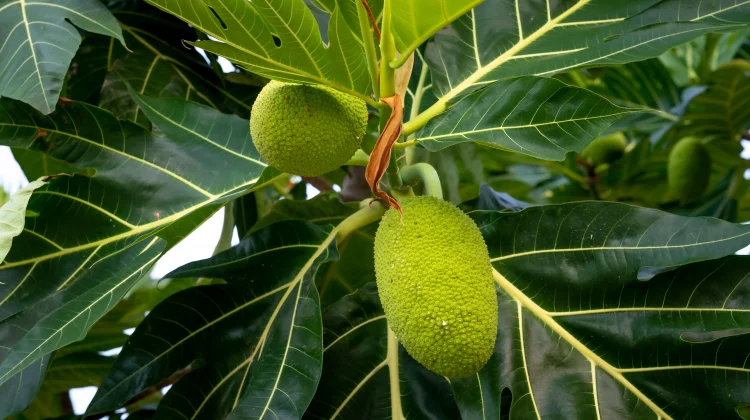 Sukun,  Meningkatkan Kesehatan Mata