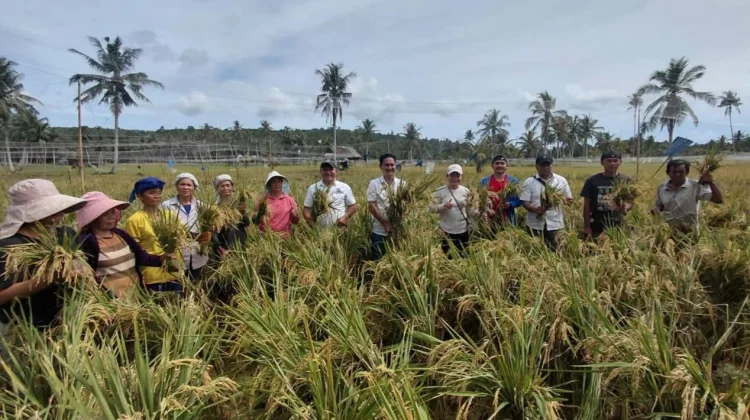 Panen Padi di Sawah Forua Capai Produktivitas 6,05 Ton/Hektare