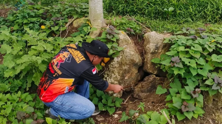 Damkarmat Gunungsitoli Sigap Respons Laporan Kemunculan Ular Sanca