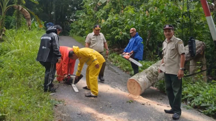 TRC BPBD Kota Gunungsitoli Tangani Pohon Tumbang akibat Cuaca Buruk