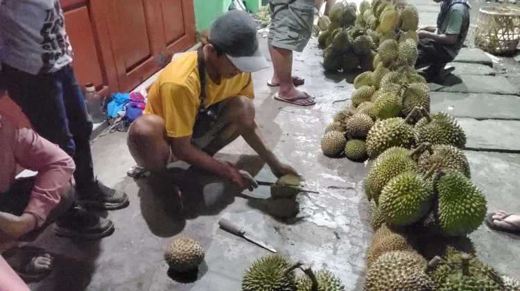 Komoditas Penyumbang Inflasi dan Deflasi di Kota Gunungsitoli, termasuk Durian
