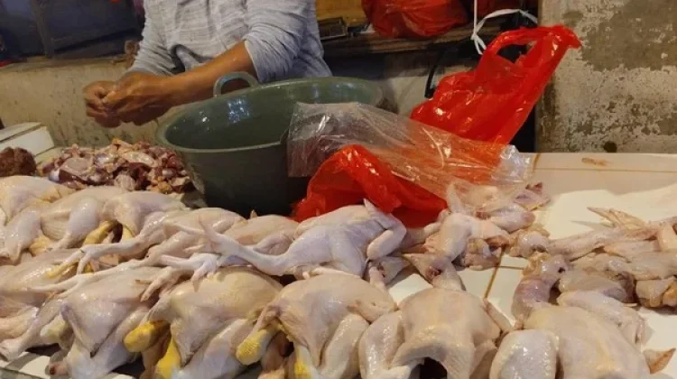Kebutuhan Dapur MBG Nias Utara Capai 250 Kg Ayam per Hari, DPRD Sebut Peluang Emas