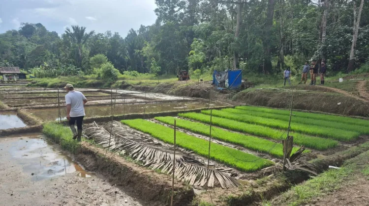 DKPP Intensifikasi Pertanian di Desa Balodano, Mandrehe Utara