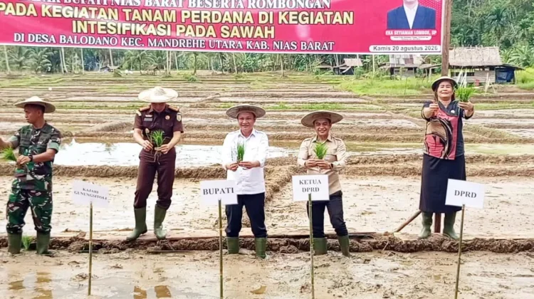 Pemkab Nias Barat Targetkan Produksi Padi Meningkat