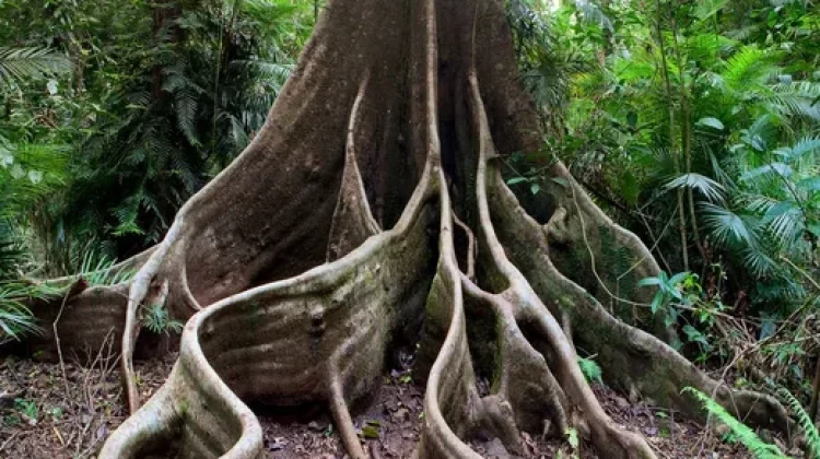 Mengenal Fungsi dari Akar Pohon Besar