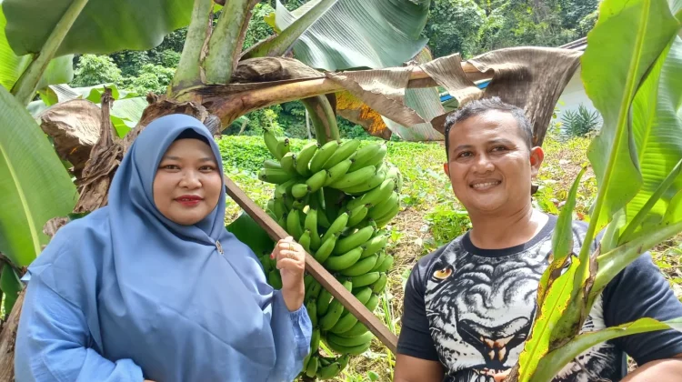 Budidaya Pisang Cavendish di Desa Dahana Kota Gunungsitoli