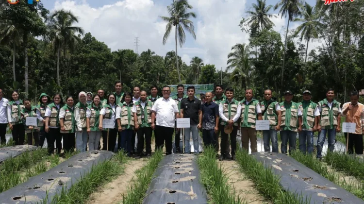 Wali Kota Tanam Cabai Perdana, Pemko Perkuat Kedaulatan Pangan