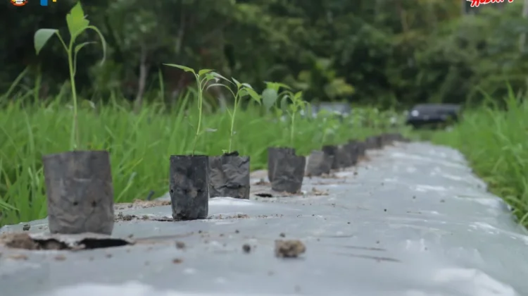 Wali Kota Tanam Cabai Perdana, Pemko Perkuat Kedaulatan Pangan