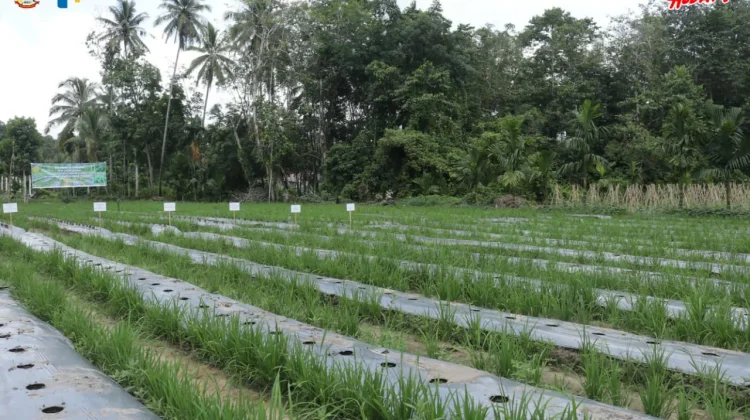 Wali Kota Tanam Cabai Perdana, Pemko Perkuat Kedaulatan Pangan