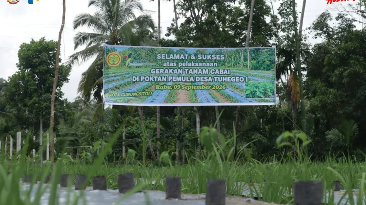 Konsistensi Kelompok Tani Tuhegeo, dari Jagung Kini Cabai dan Padi