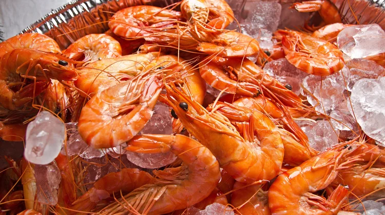 Mengapa Sebagian Orang Alergi terhadap Udang?