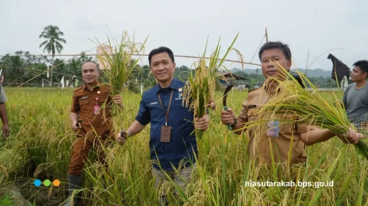 BPS dan Dinas Pertanian Nias Utara Gelar Ubinan Bersama di Alasa, Hasilkan 5,18 Ton/Ha
