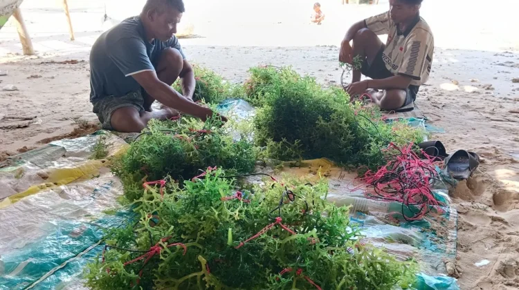 Budidaya Rumput laut di Desa Balefadorotuho, Nias Utara Wujud Kemandirian Ekonomi