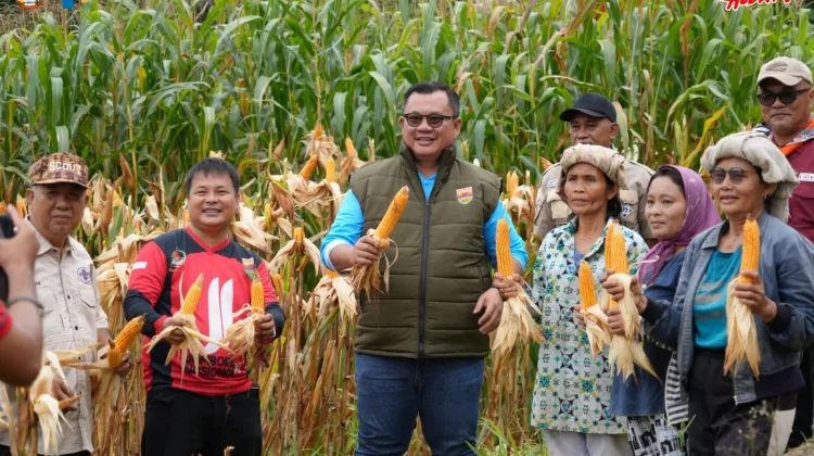 Pemko Gunungsitoli dan Gerakan Pramuka Panen Jagung Bersama