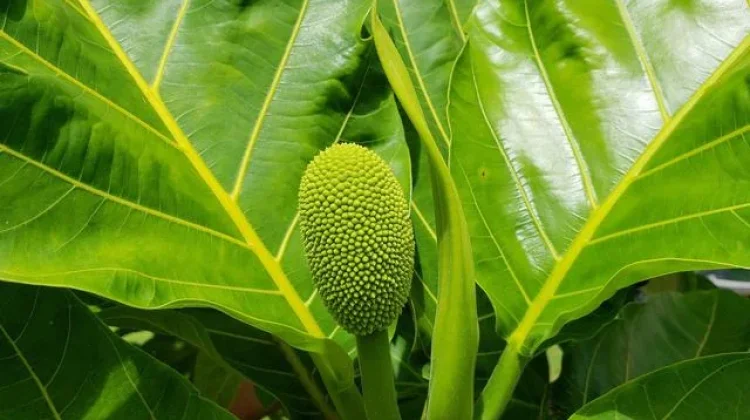 Rahasia Daun Sukun, Obat Alami dari Pekarangan