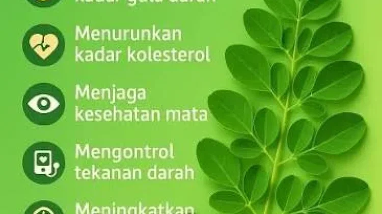 Manfaat Daun Kelor untuk Kesehatan Tubuh Kita