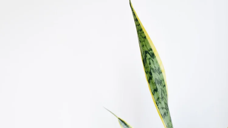 Lidah mertua (Sansevieria)