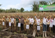 Panen Bersama Jagung Hibdrida di Desa Sifaoro'ai