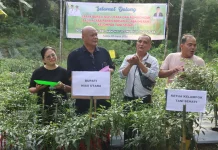 Pemkab Nias Utara Panen Bersama Cabai Merah di Kelompok Tani Sehati