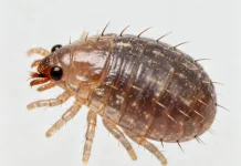 Tungau, Binatang Kecil yang Tidak Boleh Dianggap Remeh