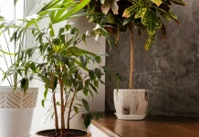 Tanaman Hias Membawa Hoki? Mitos atau Fakta?