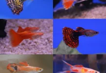 Ikan Guppy Kecil Warna Memikat dan Populer di Berbagai Negara