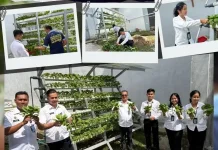 Warga Binaan Lapas Gunungitoli PanenSayur Pokcoy