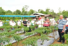 Pemkab Nias Utara Panen Perdana Cabai di Desa Fulolo Salo’o Kecamatan Sitolu Ori
