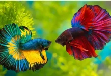 Keunikan Pesona Ikan Hias