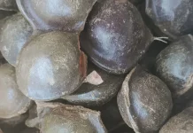 Efek Samping Makan Jengkol Berlebihan yang Jarang Diketahui