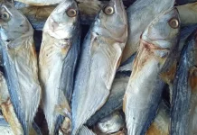 Tips Konsumsi Ikan Asin agar Tetap Sehat