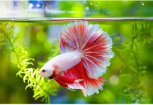 Panduan Memelihara Ikan Cupang