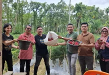 BUMDes Maju Bersama Panen Cabai