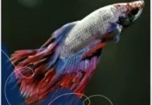 Cara Membedakan Ikan Cupang Sehat dan Sakit