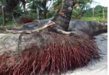 Berikut Manfaat dari Akar Kelapa