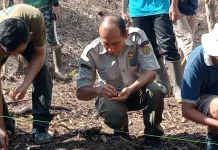 Penanaman Jagung Hibrida di Desa Tetehosi I