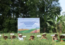 Panen Cabe Kelompok Tani Molai, Dukung Ketahanan Pangan di Gunungsitoli