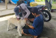 Dinas KP3 Nias Barat Gelar Vaksinasi Hewan Ternak di Dua Lokasi