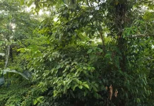 Hutan Terjaga, Kehidupan Masyarakat Terlindungi