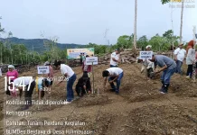 BUMDes Berdaya Gelar Penanaman Benih Jagung