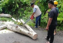Cuaca Buruk, Pohon Tumbang di Desa Lolomoyo Tuhemberua Ulu, TRC Bergerak Cepat